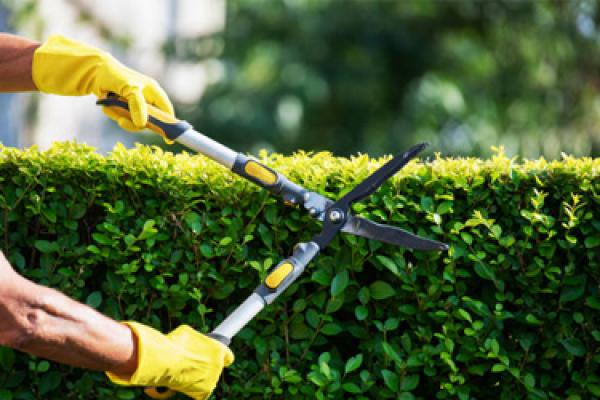 Trimming of hedges